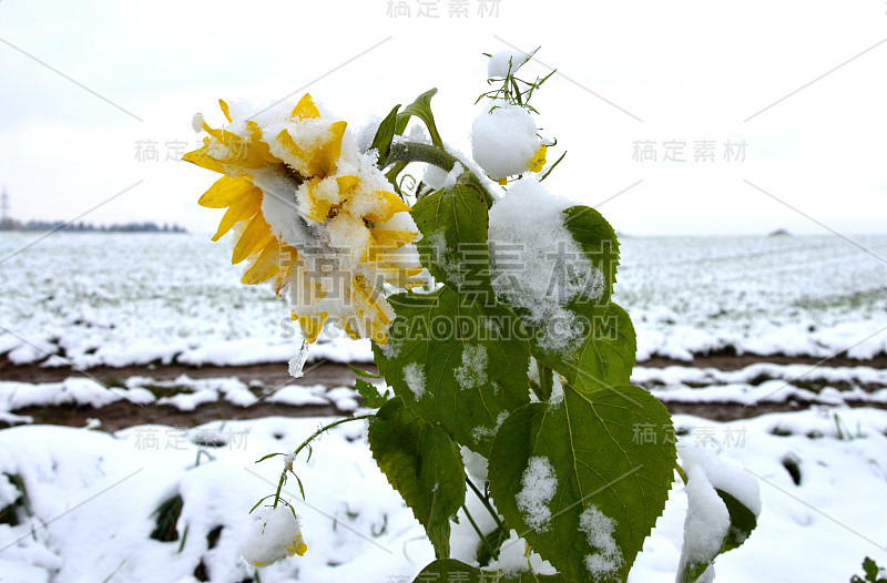 萨尔兹卡默格特的一株秋日白雪覆盖的向日葵