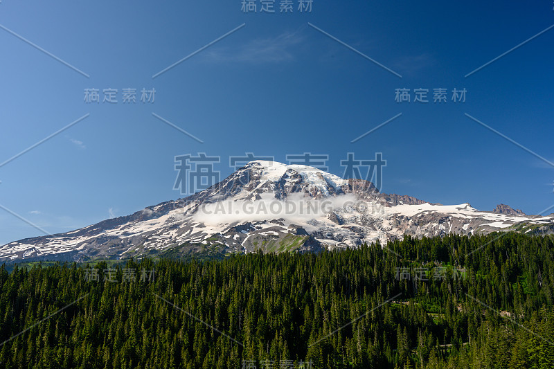 雷尼尔山脚下的松树上飘着小云