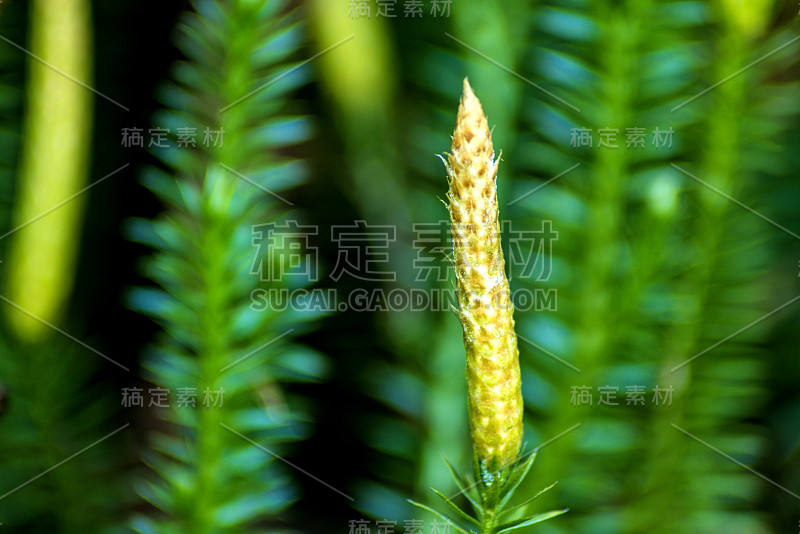 石杉，冷杉苔，在森林中的药用植物，治疗阿尔茨海默病