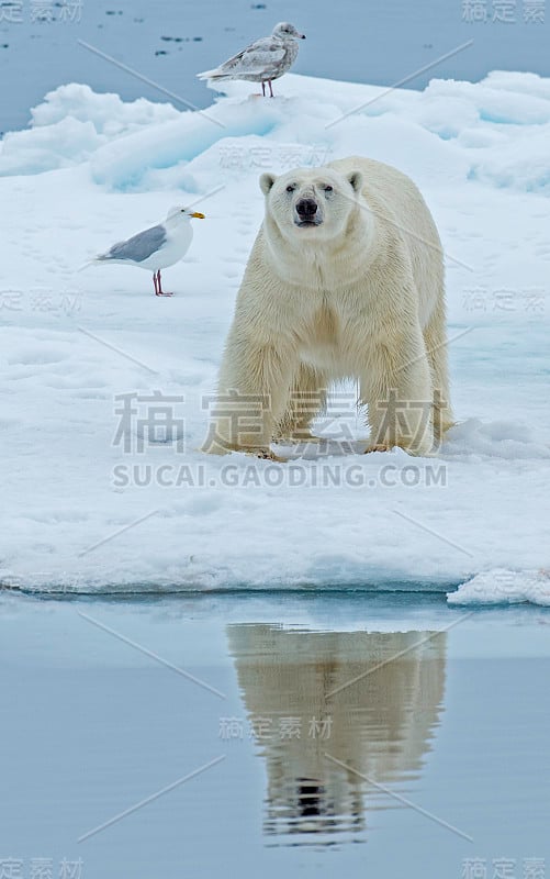 北极熊(Ursus maritimus)是一种原产于北极圈及其周围海域的北极熊。