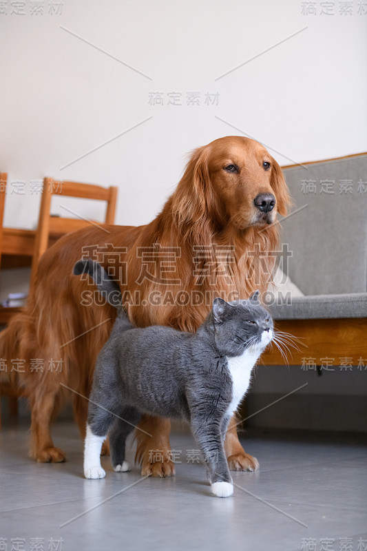 金毛寻回犬和猫