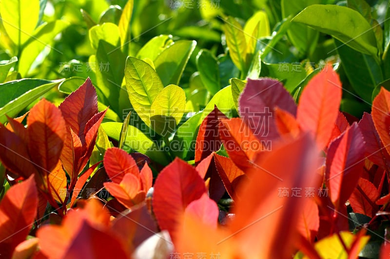 绿色和红色叶石楠植物特写。