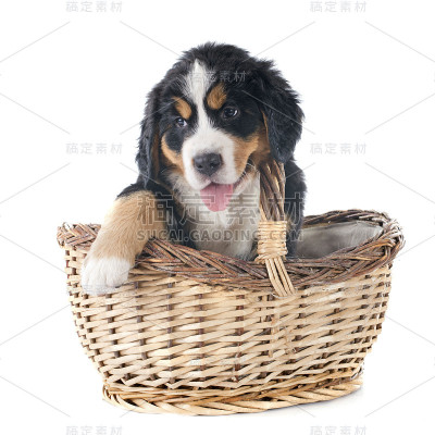 伯恩犬