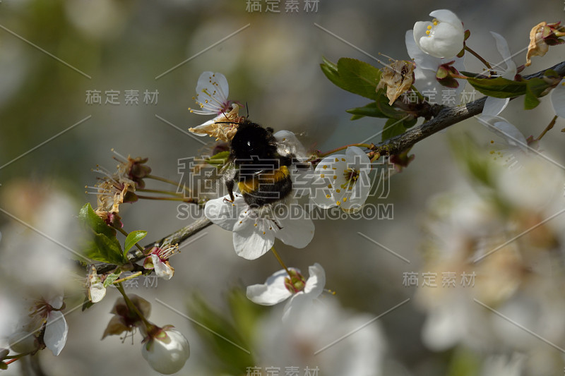 大黄蜂都在花的尘土里