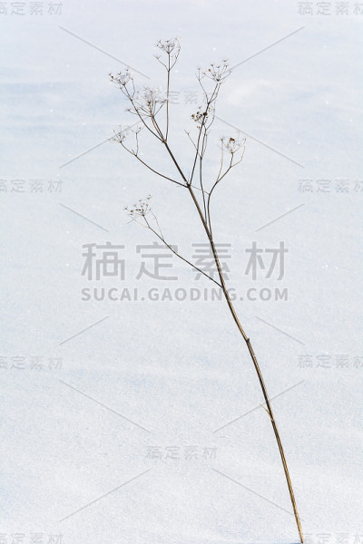 冬天的自然之美