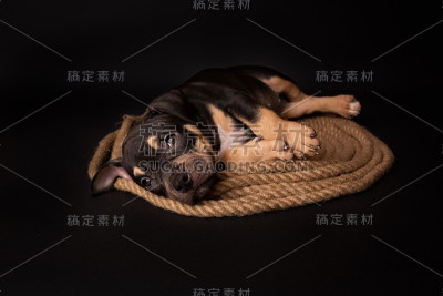 在演播室的黑色背景上，一只美国斗牛犬坐在一根黄麻绳索上
