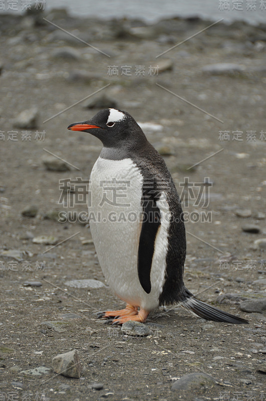 巴布亚企鹅,Antarctia