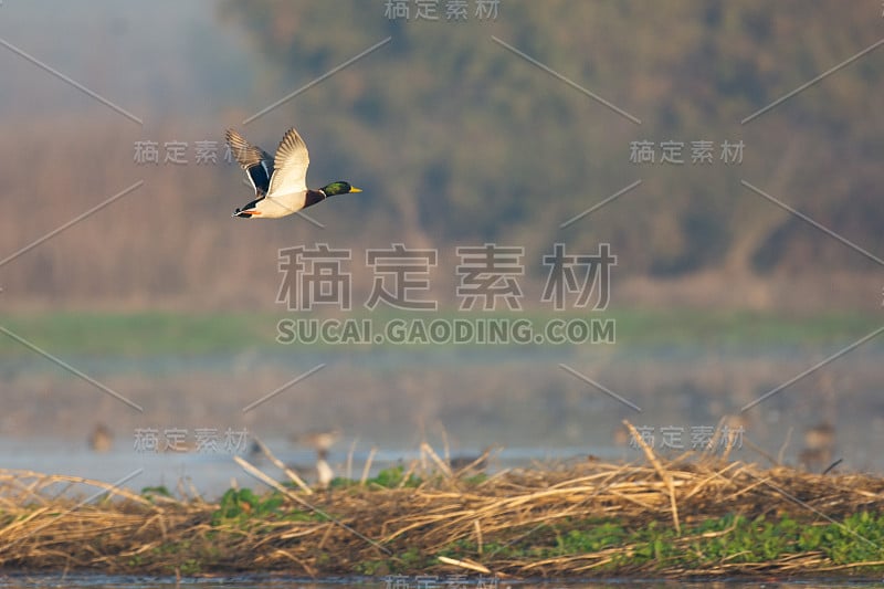 野鸭公鸭在湿地水域上空低飞。