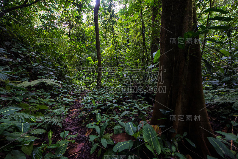 哥斯达黎加塞罗查托的热带雨林