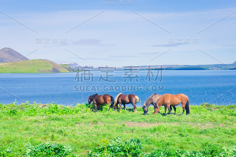 冰岛的冰岛马在Myvatn湖附近的草地上