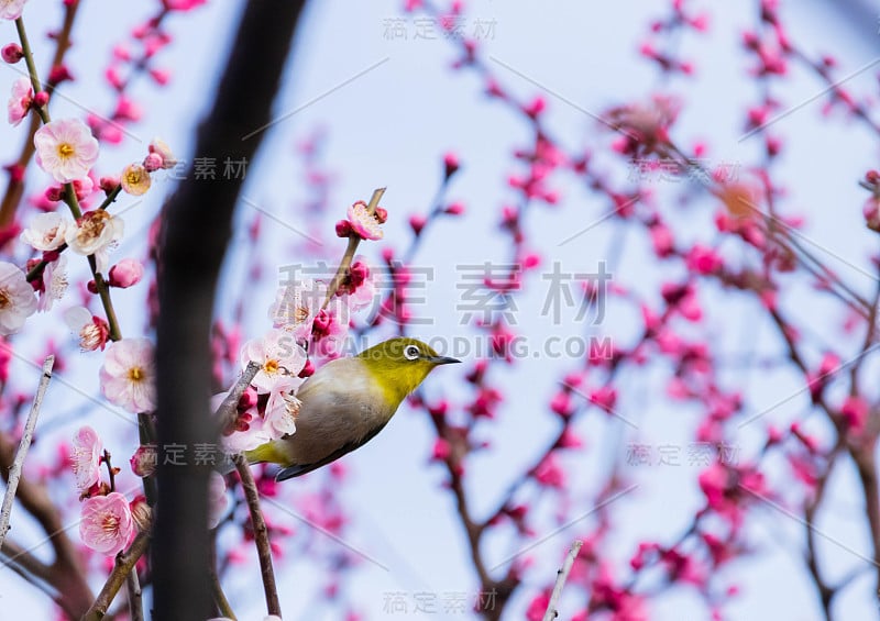 梅花白眼。日本春天的景象