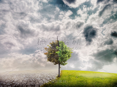 树在沙漠