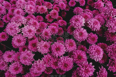 粉红色的花朵