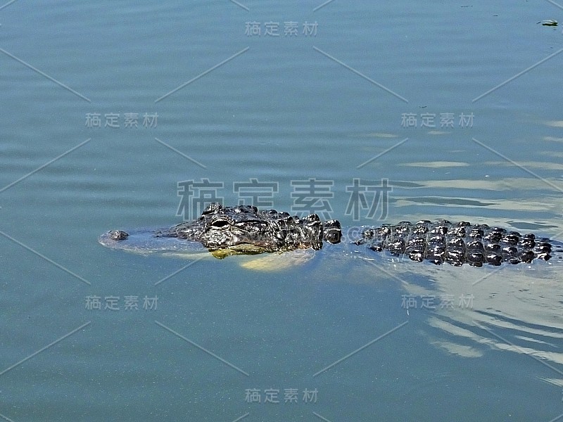 美洲短吻鳄(密西西比短吻鳄)在佛罗里达湿地游泳