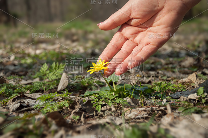 一位女性的手抚摸着公园里的第一朵春花。林中空地上生长着一朵小小的黄色春花。乌克兰的春天早花。