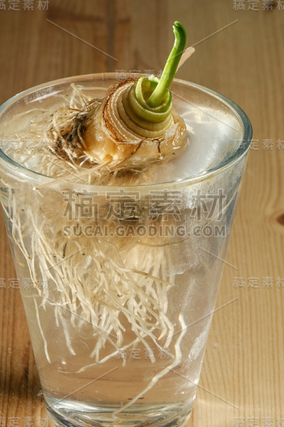 植物