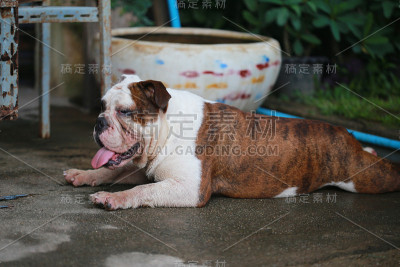 纯种英国斗牛犬享受生活