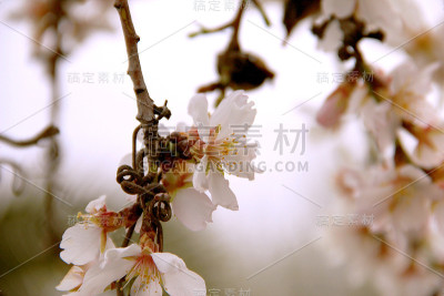 杏花背景与鲜艳的色彩在春天