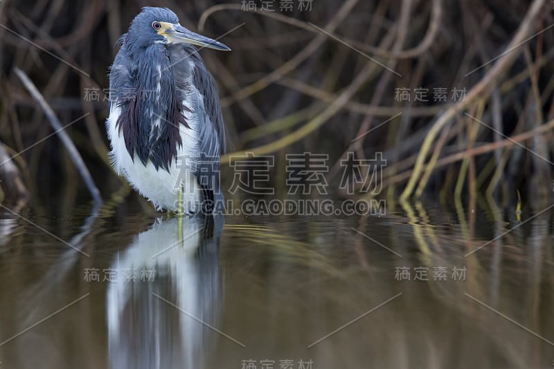 三色鹭(白鹭)站在水中。