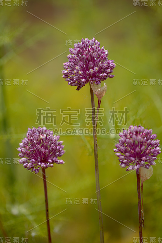 大加纳蒜属植物志，野生韭菜自然宏花背景