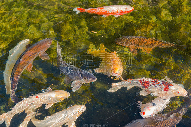 锦鲤在池塘里游泳。