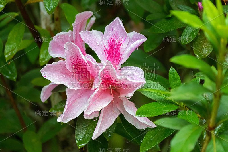 美丽的湿粉色乔治泰伯杜鹃花在花园弗雷泽山，马来西亚，东南亚