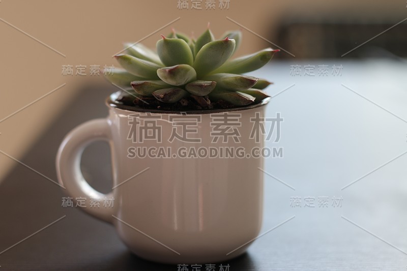 cute succulent in a coffee mug