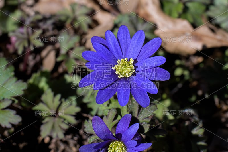 花园中的银莲花或冬季风花。