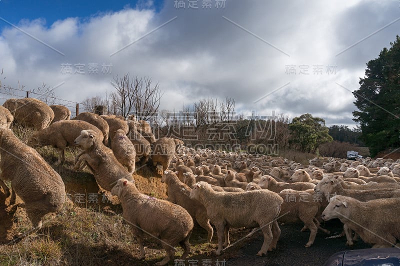 一群羊在向新的牧场移动时挡住了乡间的道路