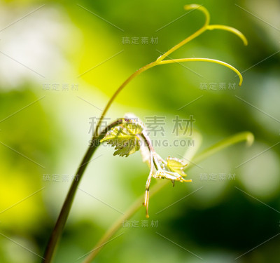 绿色叶子的葡萄胡子