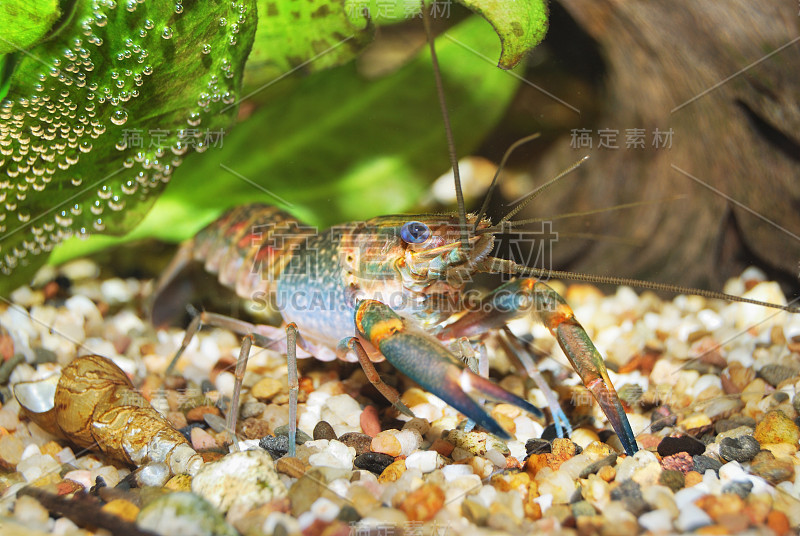 色彩斑斓的澳大利亚蓝色小龙虾-四角螯虾在水族馆