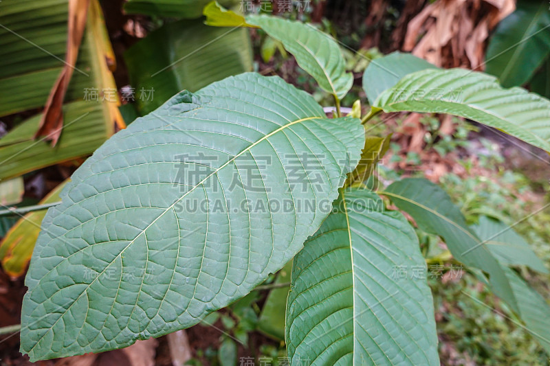 Korth Cottage Leaves (Kratom flower)生长在自然界中是上瘾的和药用