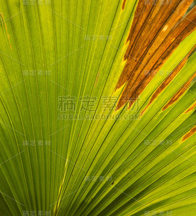 绿色棕叶，棕角