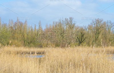 在一个自然公园的湖边芦苇在冬天的阳光