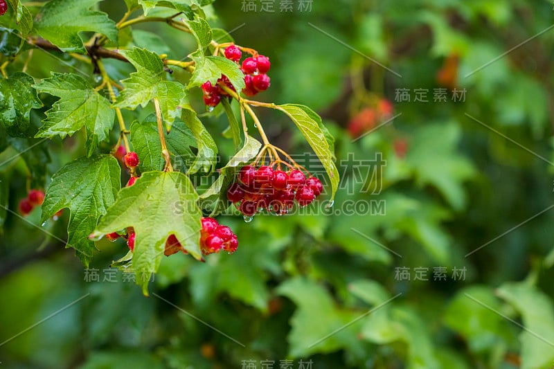 雨后花园里的一束红色荚蒾浆果。