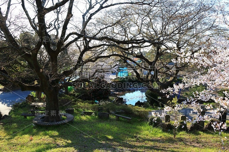 樱花、牧场、田野、樱花树、李子、油菜花、村庄、