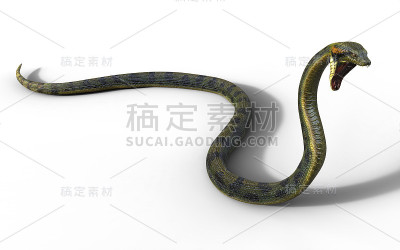 世界上最大的毒蛇