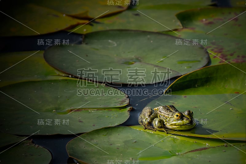 青蛙在睡莲花瓣上