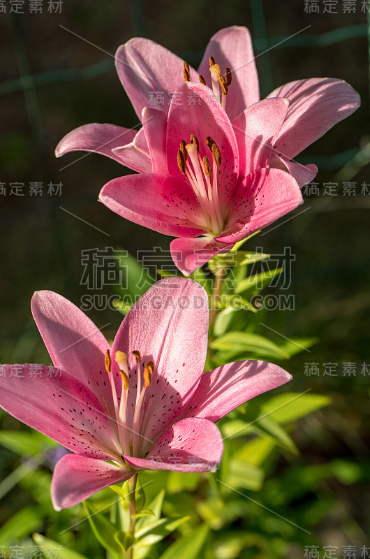 特写的粉红色百合花。