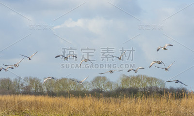 冬天，一群大雁在自然公园的天空中飞翔