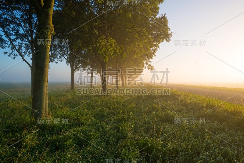 在秋天，沿着一片朦胧的阳光田野的树木