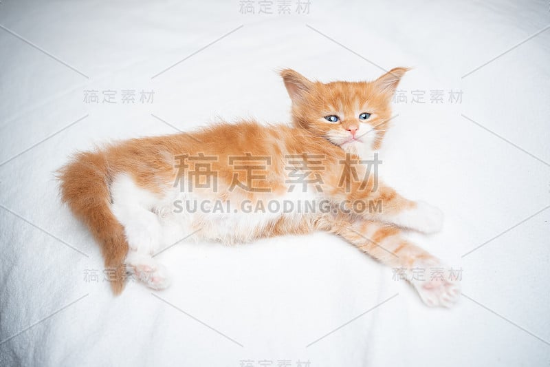 5周大的缅因猫