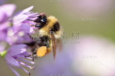 采集花蜜