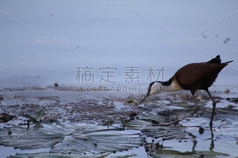 非洲水雉