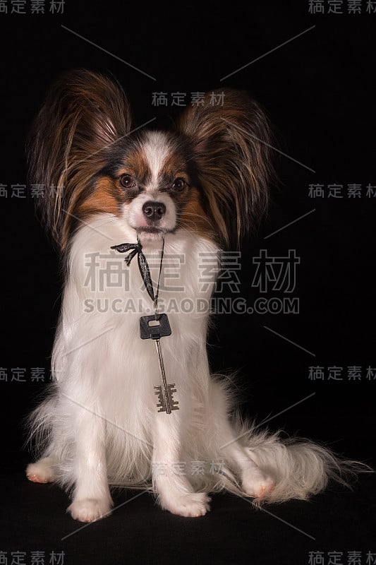 美丽的狗大陆玩具猎犬蝶耳犬持有的钥匙在牙齿从新公寓的黑色背景，乔迁