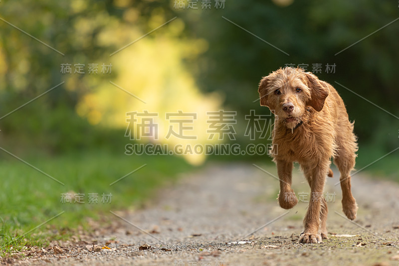 13岁的Agile Magyar Vizsla在一个美丽的绿色森林里奔跑，沿着季节的夏天的道路