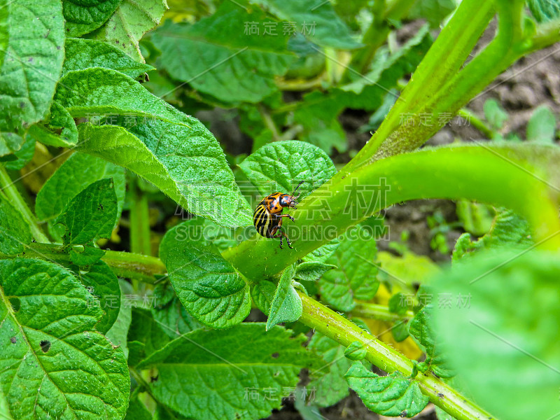 科罗拉多马铃薯甲虫(Leptinotarsa decemlinata)在马铃薯叶子上