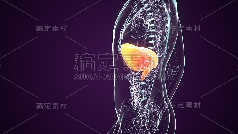 人体隔膜解剖插图。三维渲染