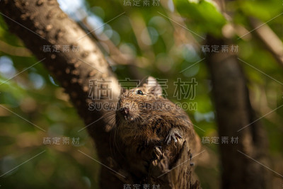 啮齿动物在树枝上