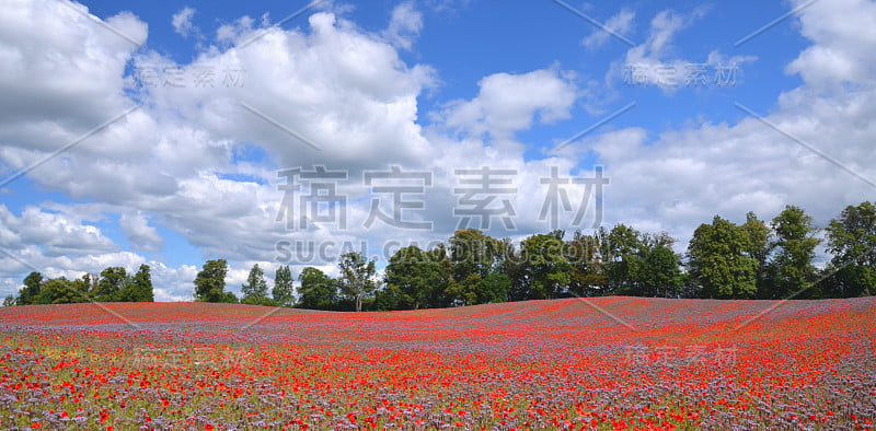 美丽的罂粟花和罂粟花的全景